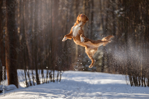 Nova Scotia Duck Tolling Retriever breed dog high jumping outdoors in park