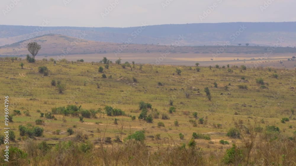 Green bushes in Masai Mara Green bushes in Masai Mara