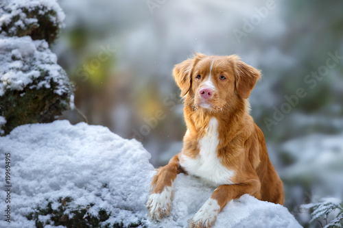 Cute dog breed Nova Scotia duck tolling Retriever (Toller) in the winter forest.