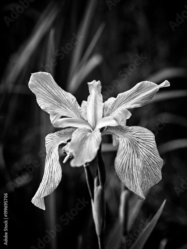 Fototapeta Naklejka Na Ścianę i Meble -  Iris in a Swamp Blooming B&W