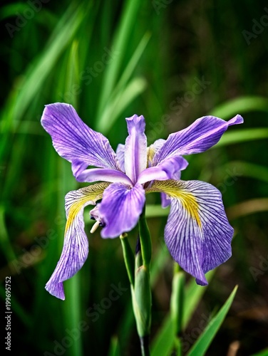 Fototapeta Naklejka Na Ścianę i Meble -  Iris in a Swamp Blooming