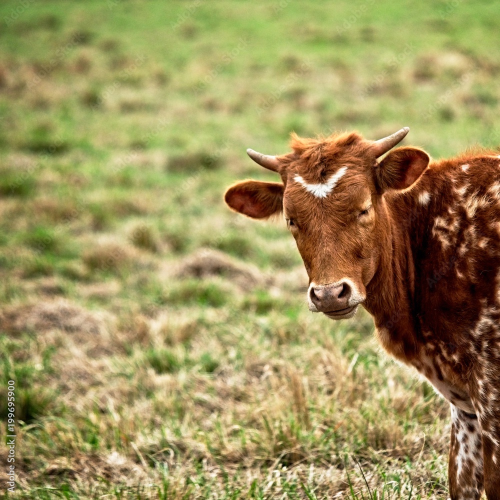 Texas Longhorn Calf in Field 1 Texas Longhorn Calf in Field 1