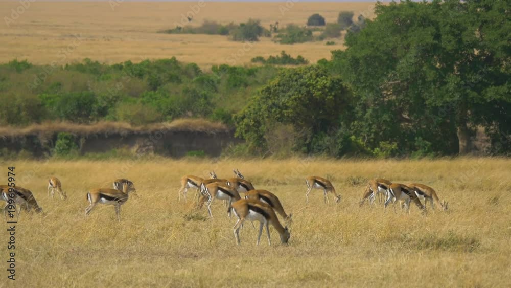 Herd of Thomson's gazelles grazing Herd of Thomson's gazelles grazing