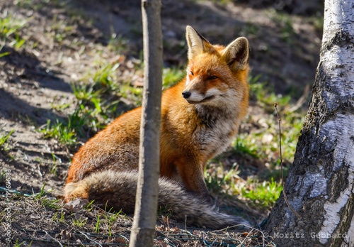 Fox  © Luca