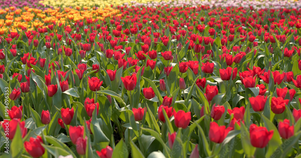 Tulip flower farm