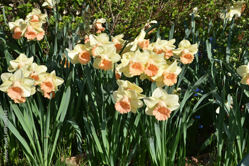 Fototapeta Naklejka Na Ścianę i Meble -  Narcisse orange au printemps