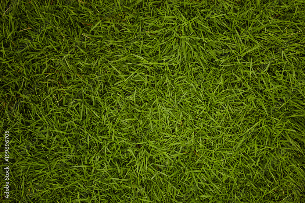 Green grass texture background Green grass texture background
