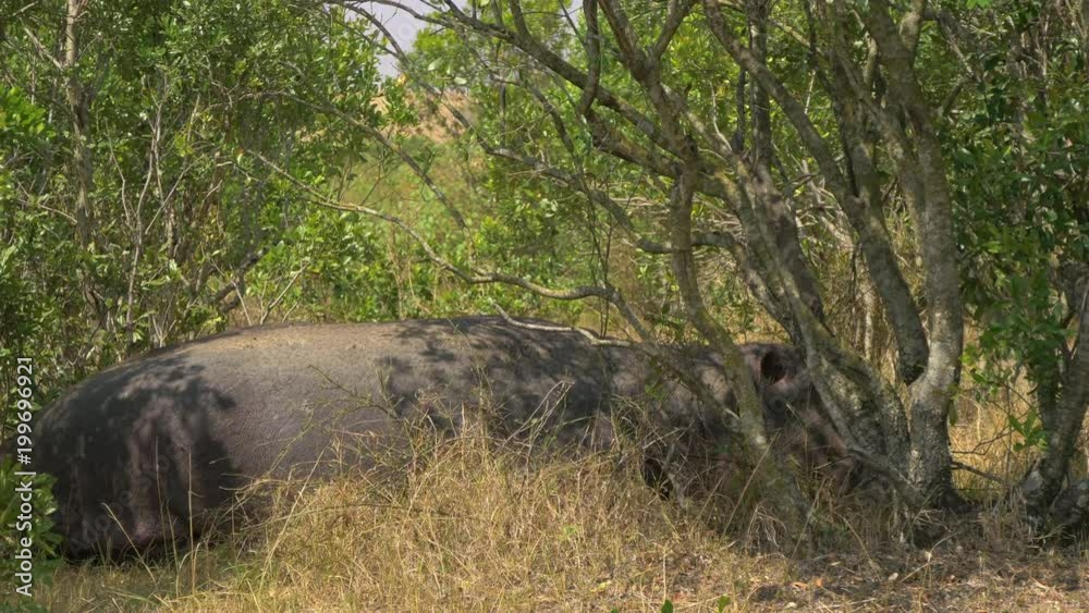 Sleeping hippopotamus Sleeping hippopotamus