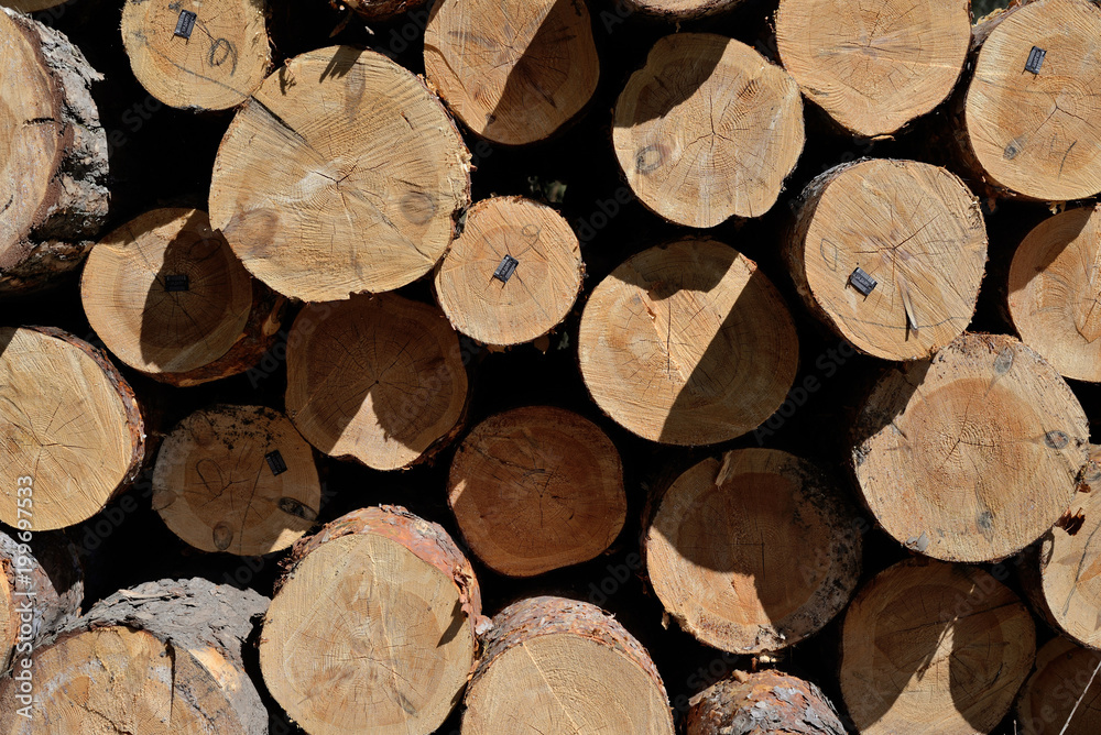 Pile of felled pine logs