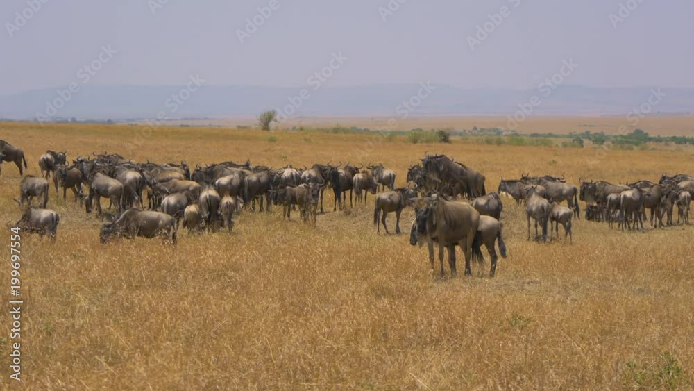 Wildebeests on dry African plains Wildebeests on dry African plains