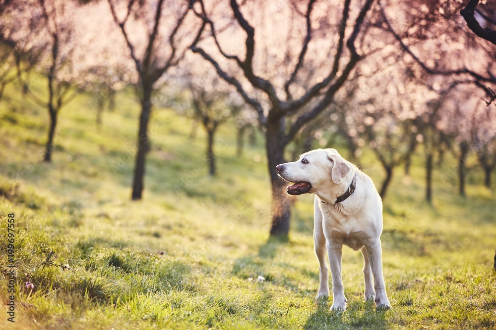 Dog in spring nature