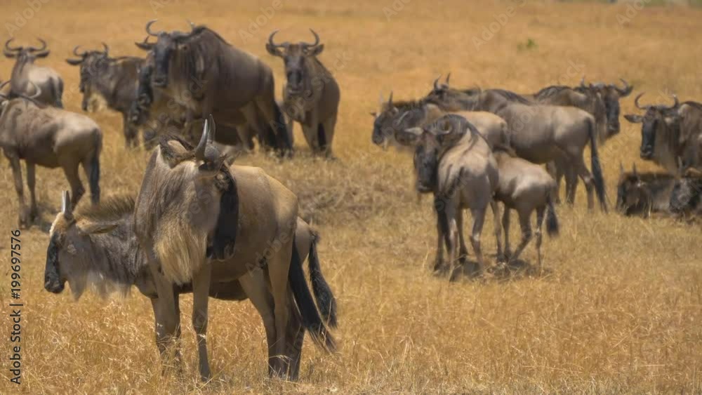 Wildebeest herd on African plains Wildebeest herd on African plains