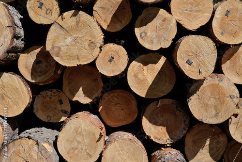 Obraz na płótnie Pile of felled pine logs w salonie