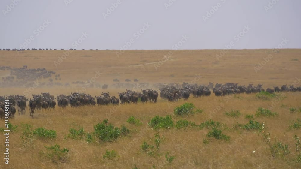 Herd of gnus running on the plains Herd of gnus running on the plains
