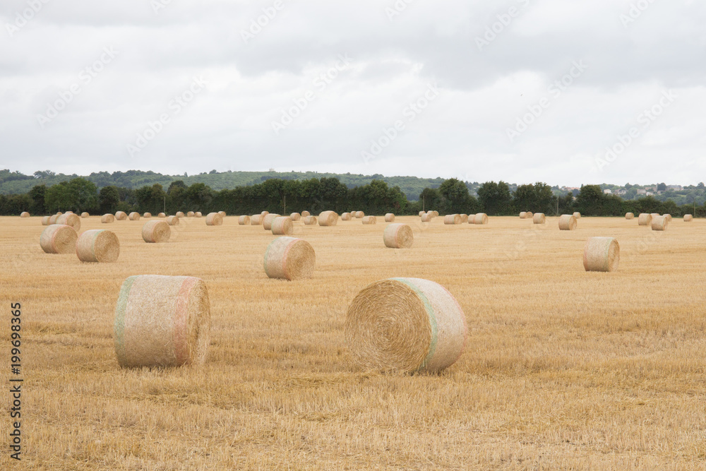 straw bales in summer field with hay bales