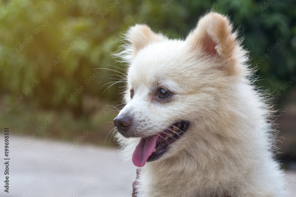 Adorable Pomeranian dog on nature background,portrait of a dog