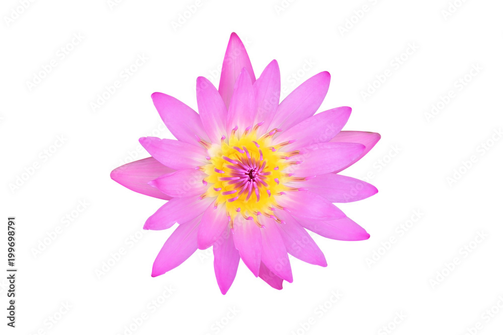 Lotus pink flower