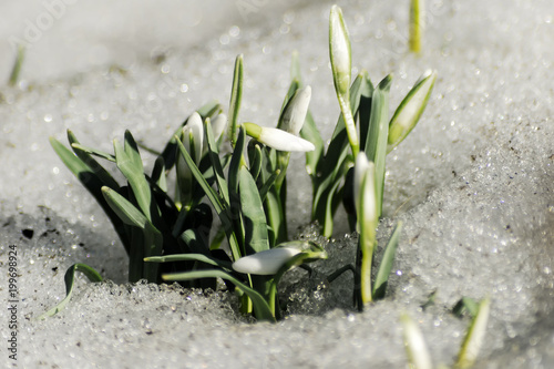 The earliest spring flowers. Snowdrops. Sweethearted nature.