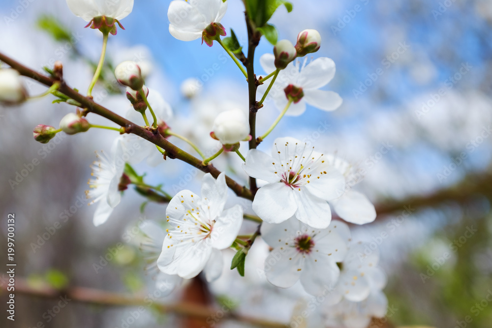 spring white blossom against blue sky spring white blossom against blue sky