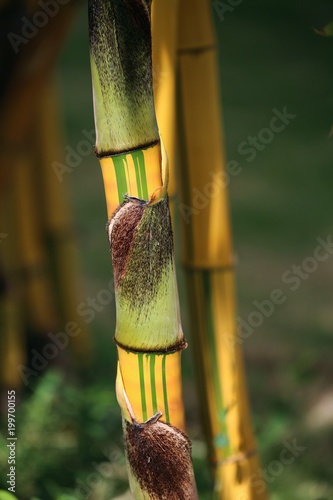 detail of bamboo stalk with green, yellow, black and brown pattern, Lesser Antillies, Caribbean photo