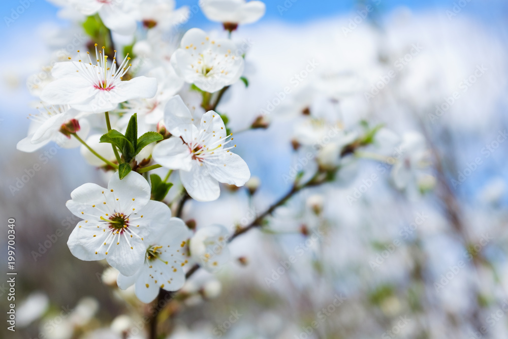 spring white blossom against blue sky spring white blossom against blue sky