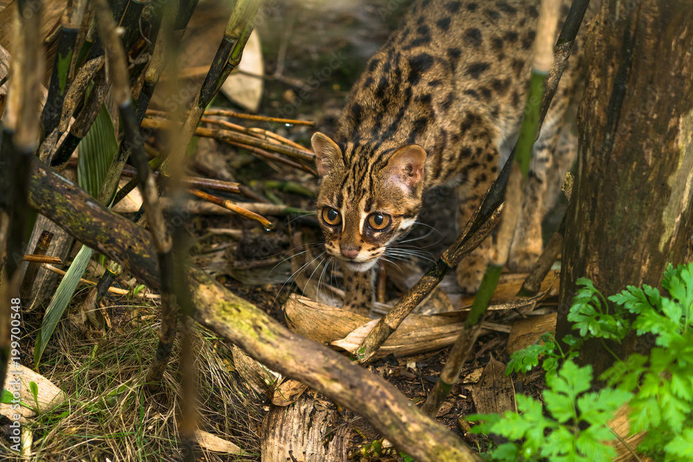 Leopard cat ( Prionailurus bengalensis) a small wild cat native to continental South, Southeast and East Asia