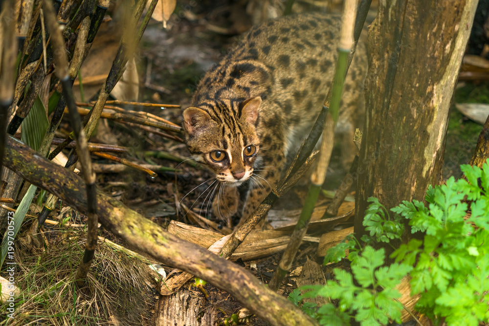 Leopard cat ( Prionailurus bengalensis) a small wild cat native to continental South, Southeast and East Asia Leopard cat ( Prionailurus bengalensis) a small wild cat native to continental South, Southeast and East Asia