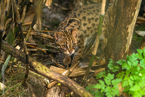 Leopard cat   Prionailurus bengalensis  a small wild cat native to continental South  Southeast and East Asia