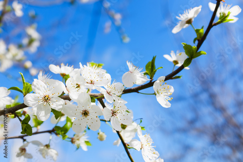 spring white blossom against blue sky