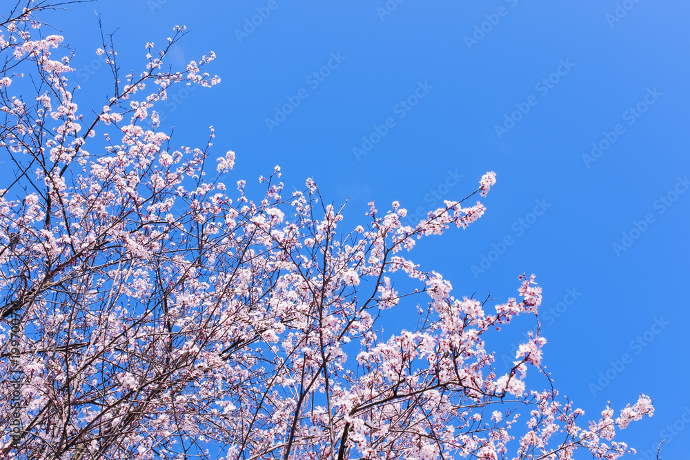 Colorful scene of tender sakura blossom against blue sky