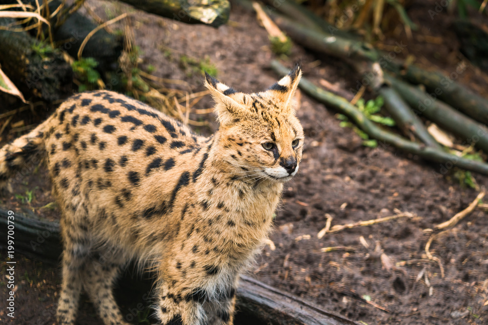 Fototapeta premium Serval (Leptailurus serval), a wild cat native to Africa