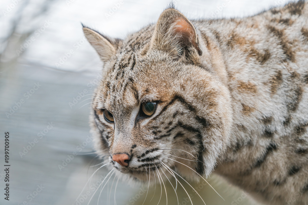 Bobcat (Lynx rufus) a North American predator that inhabits wooded areas Bobcat (Lynx rufus) a North American predator that inhabits wooded areas