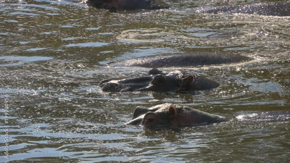 Hippos in Maasai Mara National Reserve Hippos in Maasai Mara National Reserve