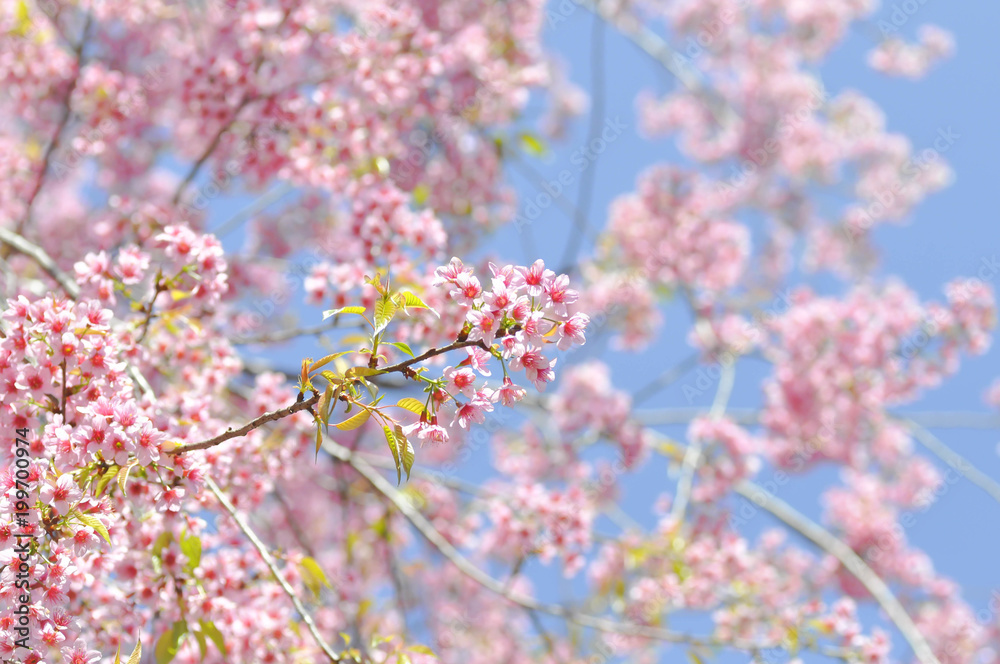 cherry blossom or prunus cerasoides or sakura