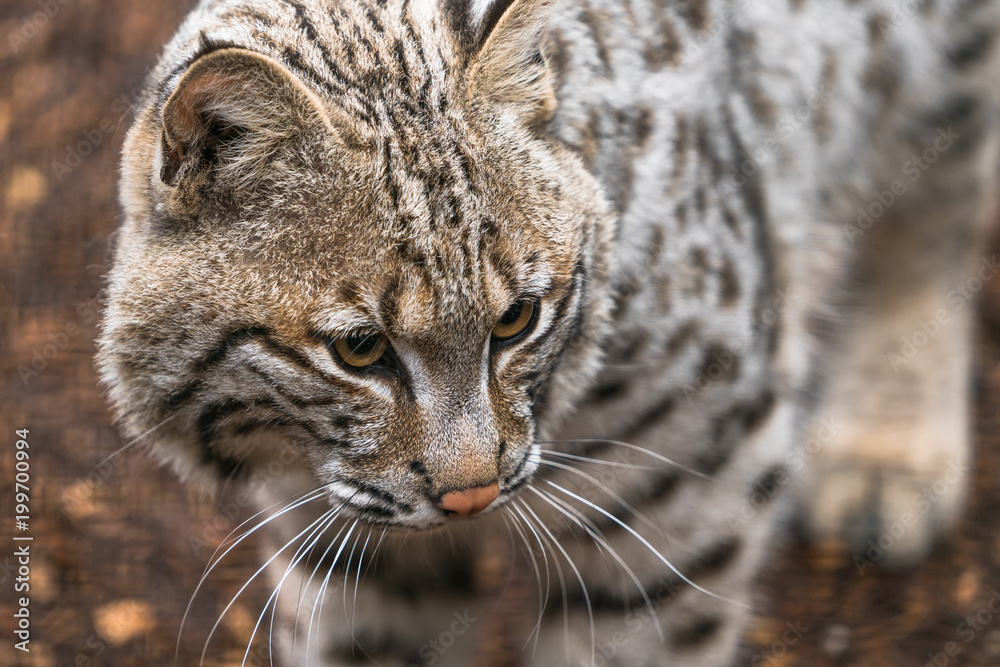 Bobcat (Lynx rufus) a North American predator that inhabits wooded areas Bobcat (Lynx rufus) a North American predator that inhabits wooded areas
