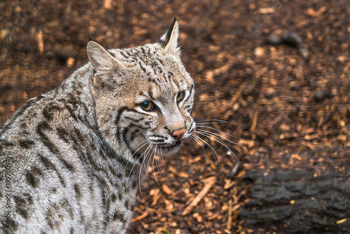 Bobcat (Lynx rufus) a North American predator that inhabits wooded areas