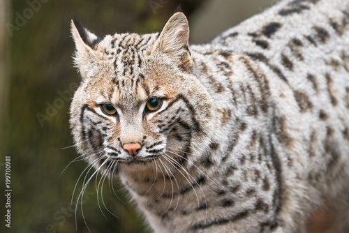 Bobcat (Lynx rufus)  a North American predator that inhabits wooded areas © beataaldridge