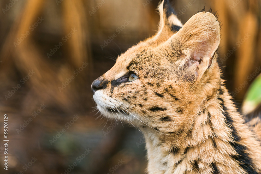 Serval (Leptailurus serval), a wild cat native to Africa Serval (Leptailurus serval), a wild cat native to Africa