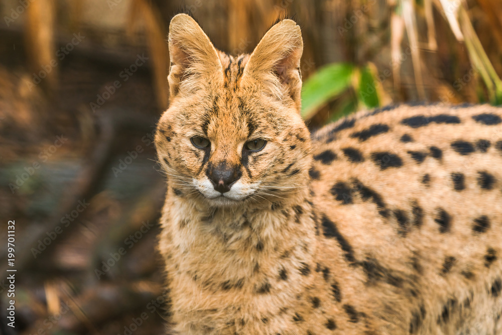 Serval (Leptailurus serval), a wild cat native to Africa