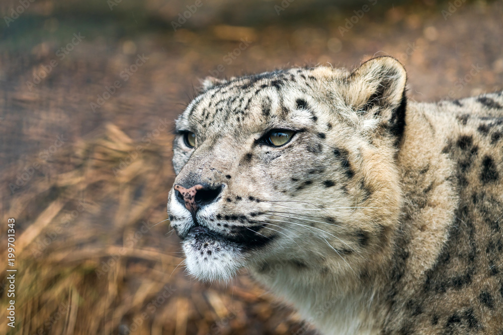 Snow leopard (Panthera uncia), a large cat native to the mountain ranges of Central and South Asia. Snow leopard (Panthera uncia), a large cat native to the mountain ranges of Central and South Asia.