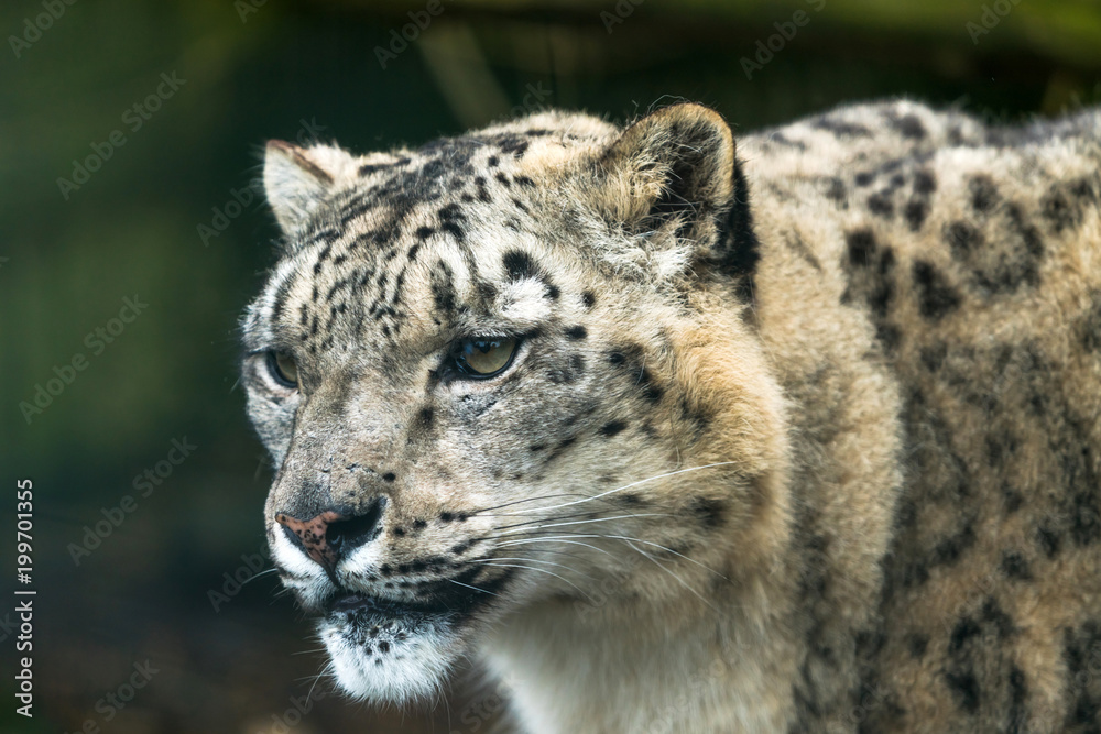Snow leopard (Panthera uncia), a large cat native to the mountain ranges of Central and South Asia. Snow leopard (Panthera uncia), a large cat native to the mountain ranges of Central and South Asia.