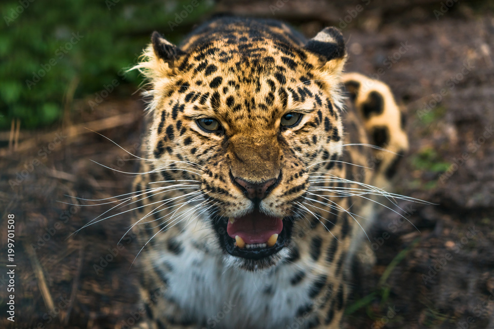 Amur leopard (Panthera pardus orientalis), a leopard subspecies native to the Primorye region of southeastern Russia and the Jilin Province of northeast China Amur leopard (Panthera pardus orientalis), a leopard subspecies native to the Primorye region of southeastern Russia and the Jilin Province of northeast China