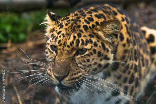 Amur leopard (Panthera pardus orientalis), a leopard subspecies native to the Primorye region of southeastern Russia and the Jilin Province of northeast China