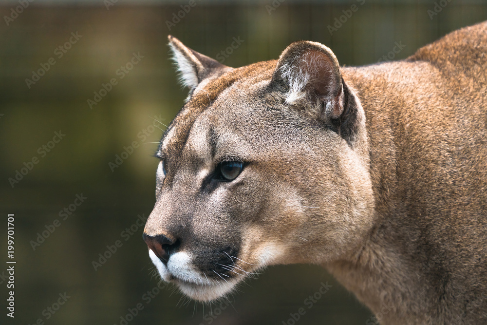 Puma (Puma concolor), a large Cat mainly found in the mountains from  southern Canada to the tip of South America. Also known as cougar, mountain  lion, panther, or catamount Stock Photo