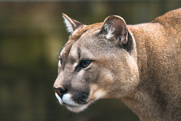 Crédence de cuisine Puma Puma concolor des montagnes américaines  © beataaldridge