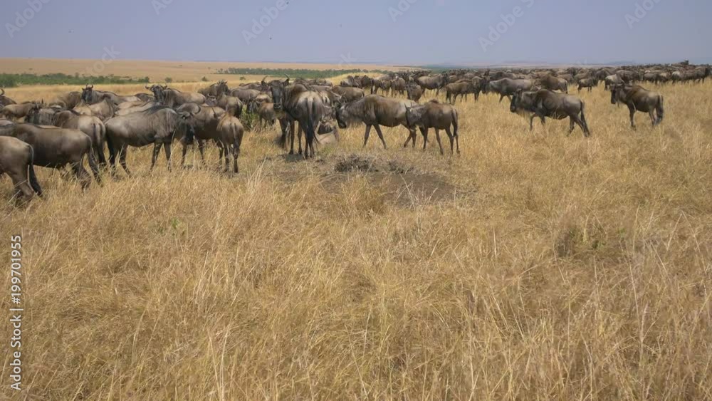 Gnus seen in Maasai Mara National Reserve Gnus seen in Maasai Mara National Reserve