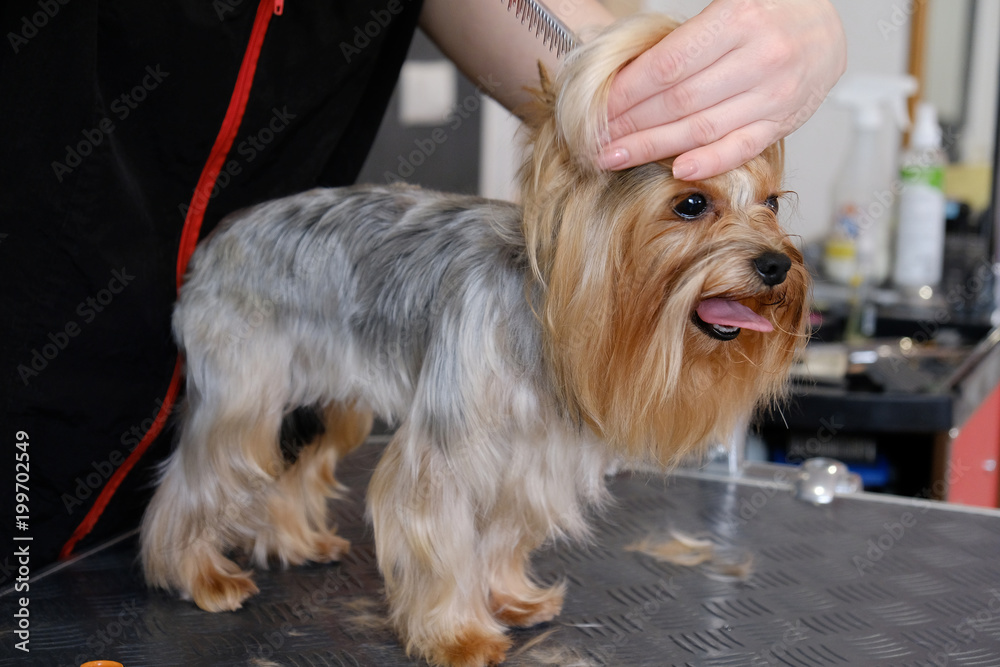 Professional haircut and dog care Yorkshire Terrier in the grooming salon. Professional haircut and dog care Yorkshire Terrier in the grooming salon.