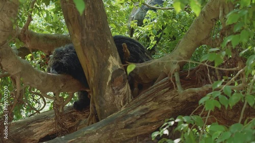 Couple of binturongs lying on branch of tree in shadow