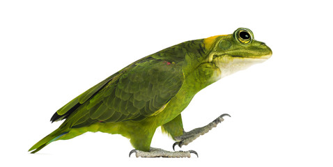 chimera with Yellow-naped parrot with head of frog, walking against white background