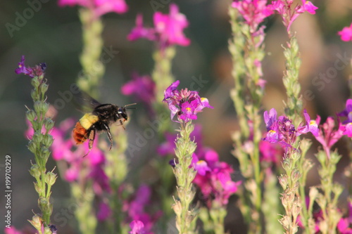 Bombus Haemorrhoidalis - bumble bee